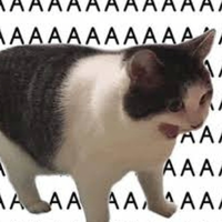 Aaa Cat