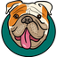 Boxy Inu