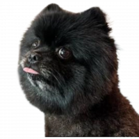 Bybit Dog