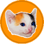 Calico Cat