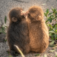 モモちゃん (Momo-chan)