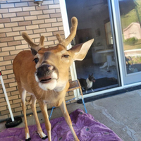 Deer Seized by US Government