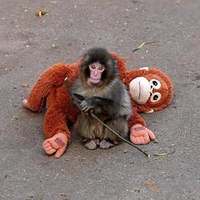 オランママ (Oran Mama)