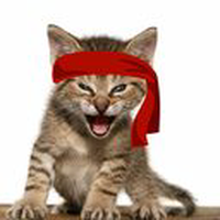 Red Kitten Crew