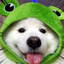 Shiro the Frog Dog