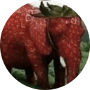 Strawberry Elephant
