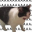Aaa Cat