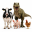 Animals In Crisis