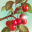 Bitfresh