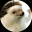Elon Hedgehog