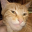 Giga Cat