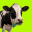 Memory cow Moo