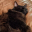 Stella Cat