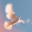 The White Dove