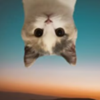 UpSide Down Cat