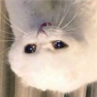 upsidedowncat